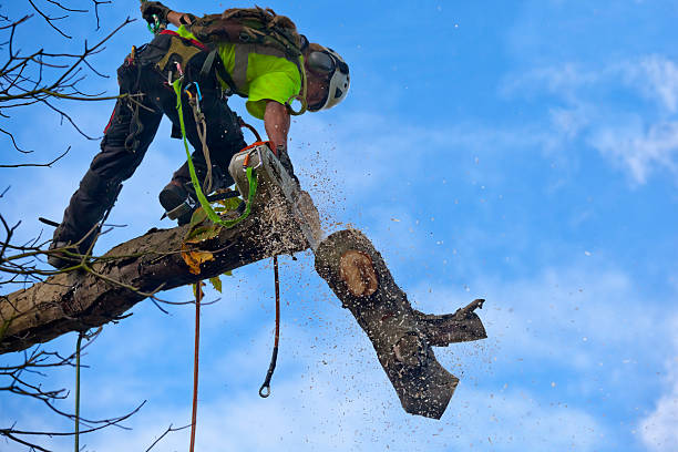 Reliable Chain Lake, WA Tree Care Solutions