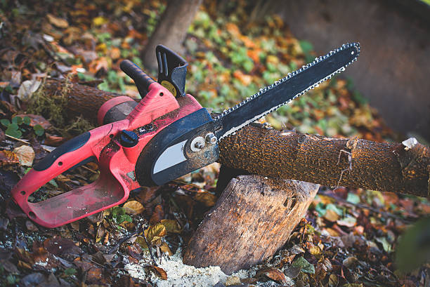 How Our Tree Care Process Works  in  Chain Lake, WA